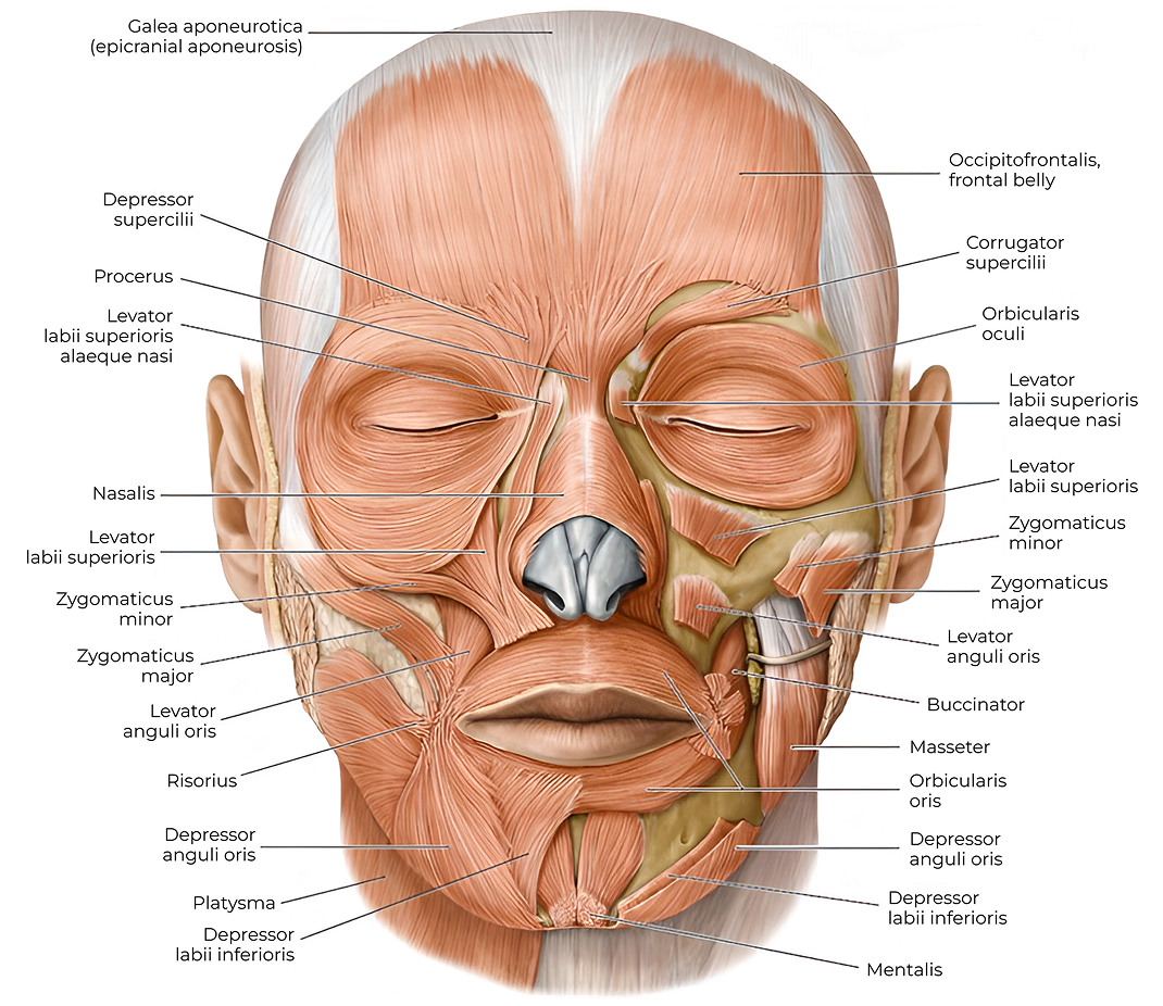 Facial muscle anatomy reference used in Face Bliss Academy training